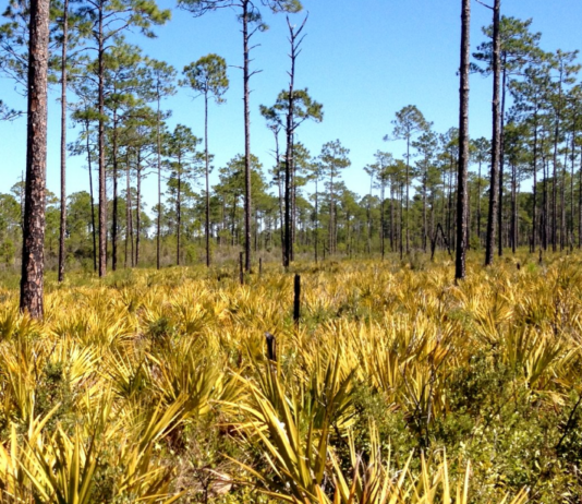 Florida National Scenic Trail