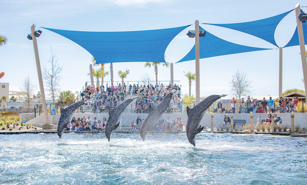 Gulfarium Dolphin Show