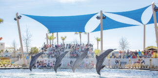 Gulfarium Dolphin Show