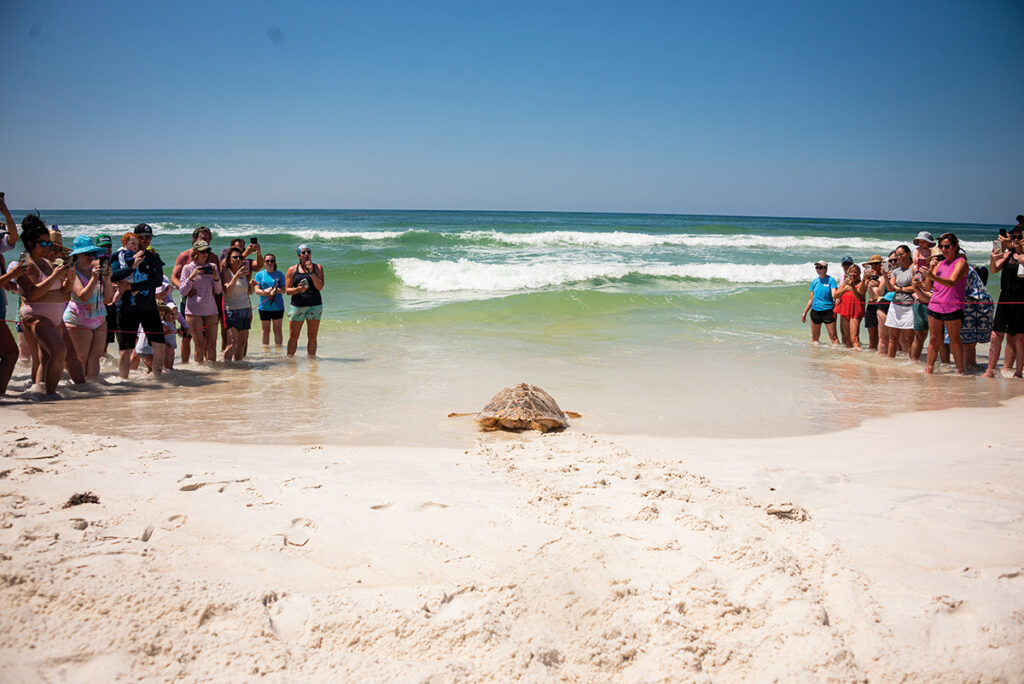 Gulfarium Turtle Release turtle entering Gulf