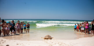 Gulfarium Turtle Release turtle entering Gulf