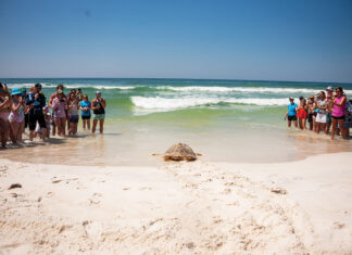 Gulfarium Turtle Release turtle entering Gulf