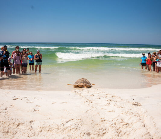 Gulfarium Turtle Release turtle entering Gulf