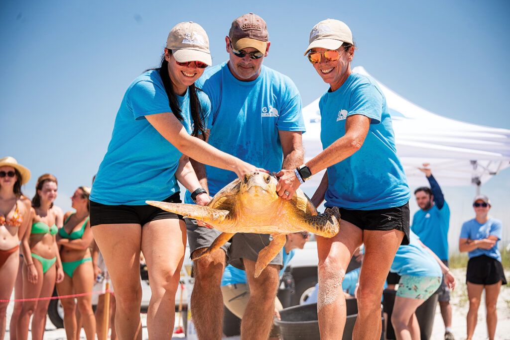 Gulfarium Turtle Release volunteers carrying turtle