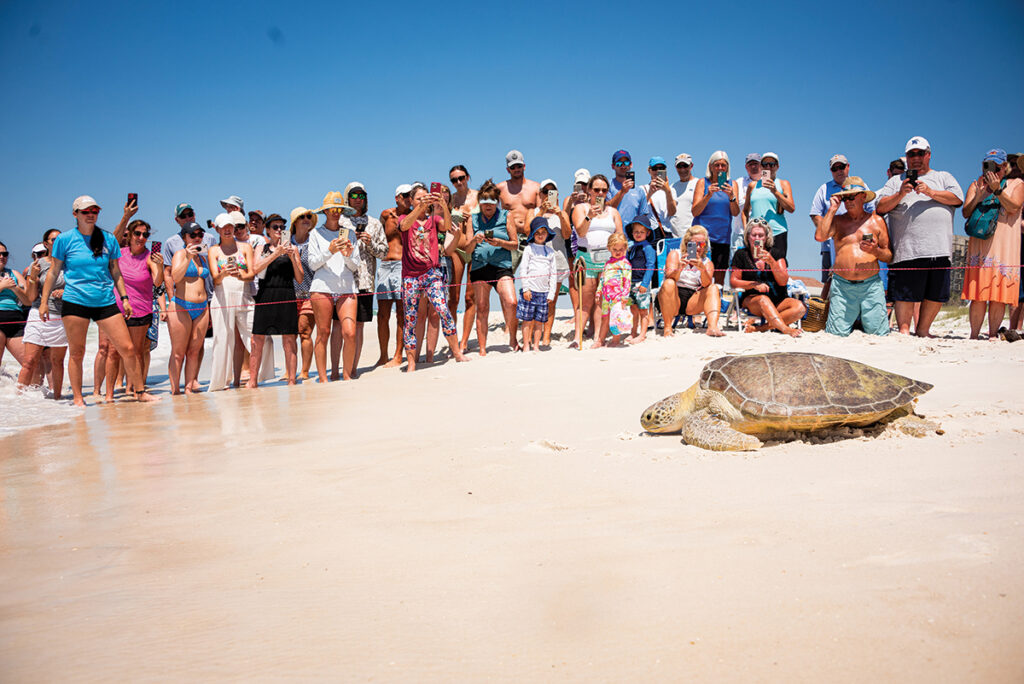 Gulfarium Turtle Release turtle crawling