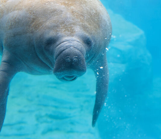 Gulfarium Manatee