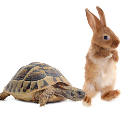 Tortoise And Rabbit