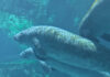 Gulfarium 1