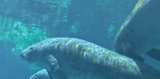 Gulfarium 1