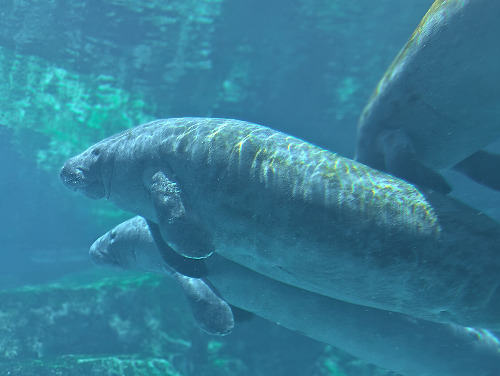 Gulfarium 1
