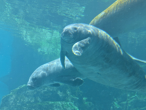 Gulfarium 2